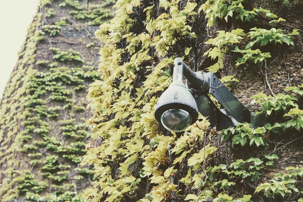 Une caméra de surveillance sur un mur en pierre recouvert de lierre